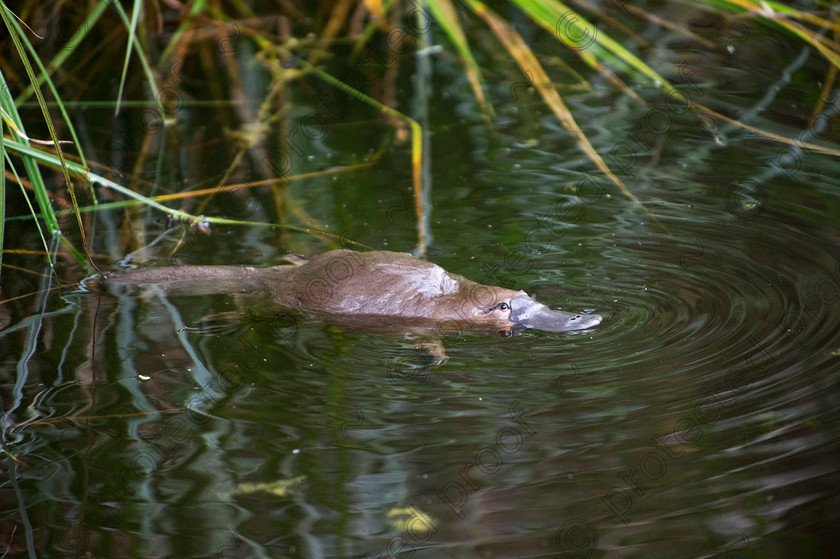 D4P1620 
 Platypus 
 Keywords: Platypus,Warrawee Reserve, Tasmania, Australia, Rare animals, mammals, australisia, endangered,