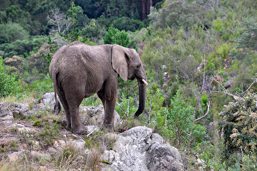 D4P6698 
 African Elephant 
 Keywords: Elephant, Pachyderm, Mammal, Knysna, South Africa, fynbos, game, wildlife, endangered,