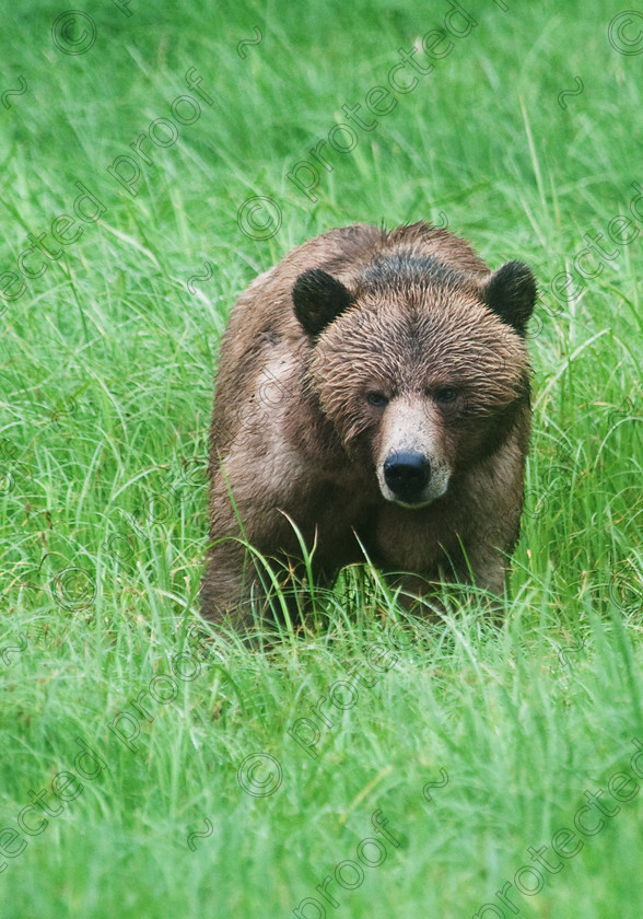 HWP 2384 
 Grizzly Bear 
 Keywords: Bears, Grizzly, Brown, British Columbia, Canada