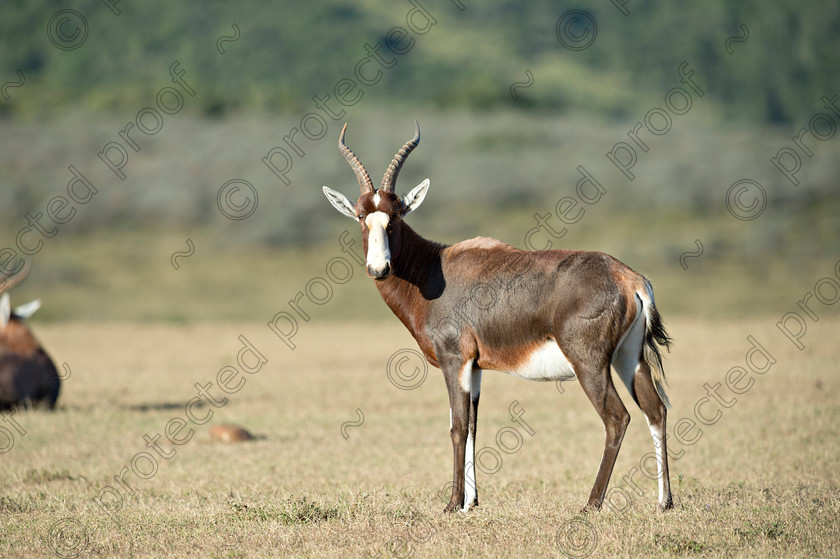 D4P7286 
 Blesbok - Eastern Cape, South Africa 
 Keywords: South Africa, Blesbok, Eastern Cape