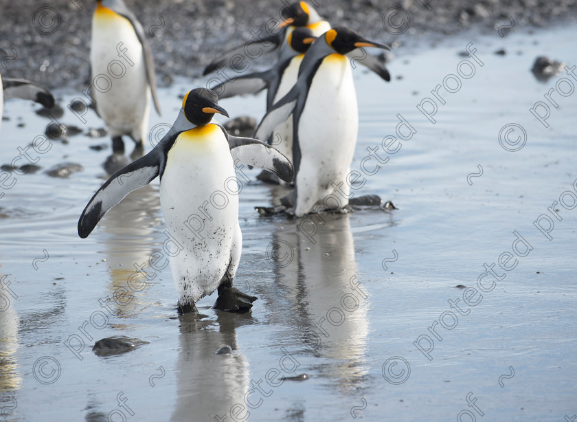 D4S6264 
 King Penguins - South Georgia