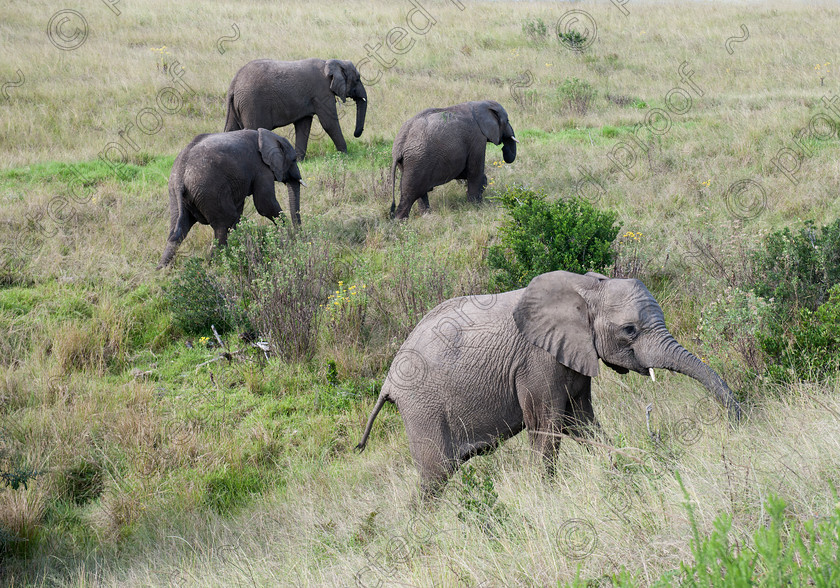 D3X7441 
 Elephant Herd