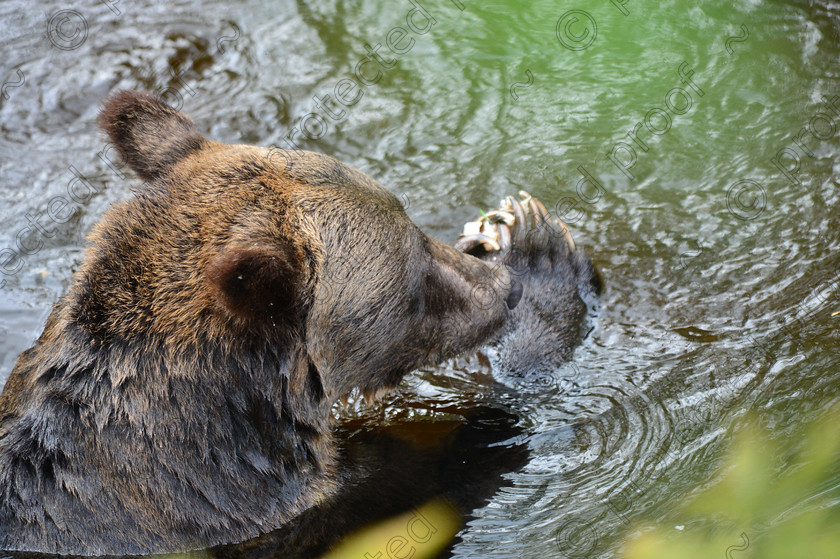 D4A 5931 
 Grizzly Bears 
 Keywords: Grizzly, Bear, Brown, Feeding, eating, Salmon, fishing, ecology, Canada, British Columbia