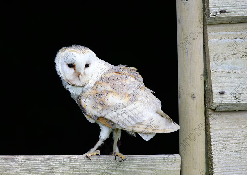 D4S3008 Barn Owl 
 Barn Owl 
 Keywords: Barn Owl,Barn,bird of prey,raptor,perched,Hampshire,United KIngdom