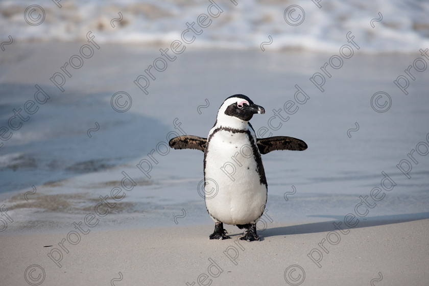 D3X2133 
 African Penguin 
 Keywords: African Penguin, Boulders Beach, Western Cape, South Africa, mammal,endangered,jackass penguin