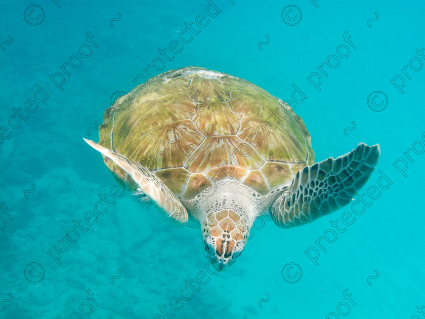 IMG 2693 
 Green Turtle 
 Keywords: Green Turtle, Turtle, Barbados, aquatic, snorkelling, scuba diving, endangered,