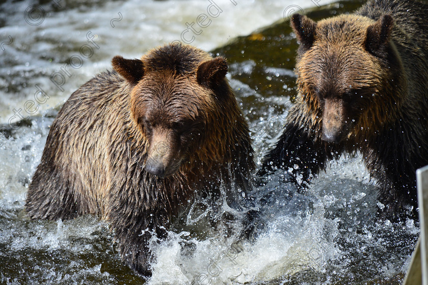 D4A 5472 
 Grizzly Bears 
 Keywords: Grizzly, Bear, Brown, Feeding, eating, Salmon, fishing, ecology, Canada, British Columbia