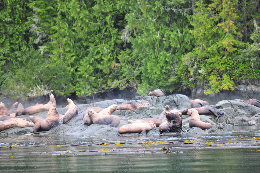 D3X 5760 
 Sea Lion 
 Keywords: sea lion, canada, Johnstone Straight