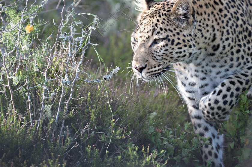 D4P7895 
 Leopard 
 Keywords: Leopard;mammal;africa;wildlife;eastern cape;endangered