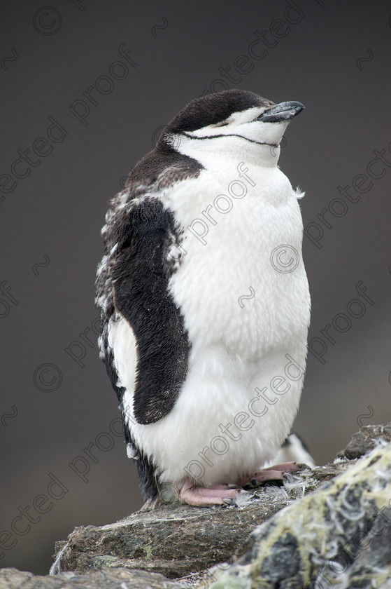 D4S0782 
 Chinstrap Penguin - Antarctica