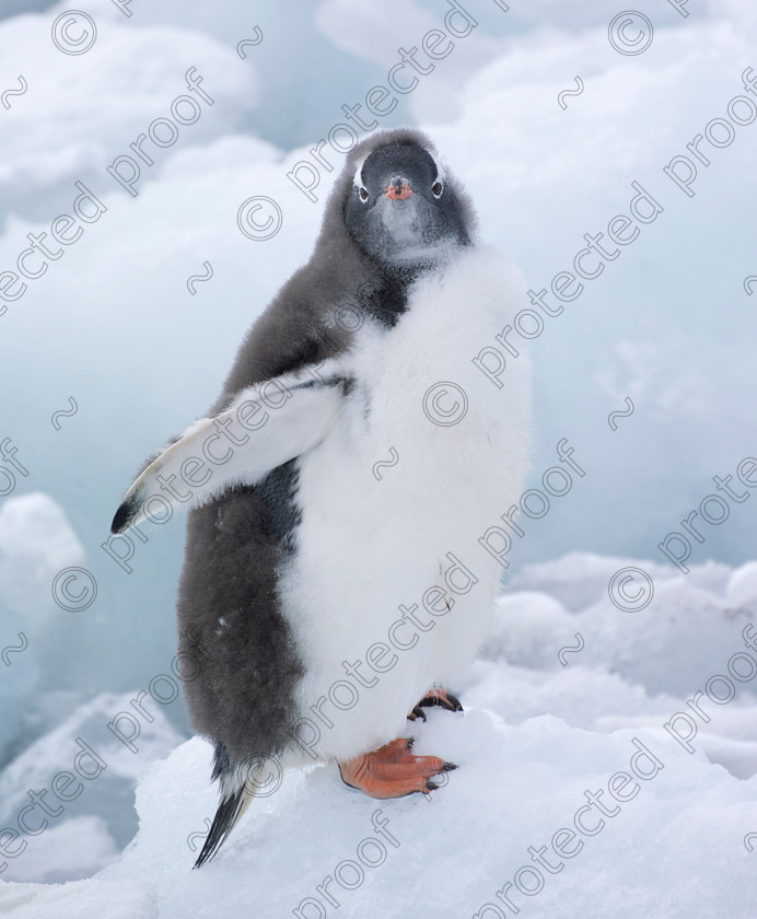 DSC1171 
 Gentoo Chick 
 Keywords: Gentoo,Penguin,Chick, South Shetlands, Antarctica,melting, ice,snow,cold,global warming,climate change,