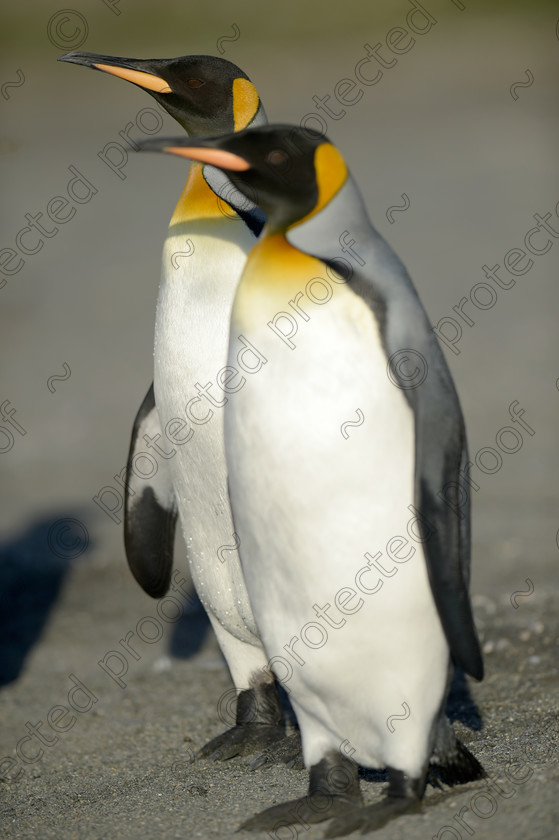 D4S7482 
 King Penguins - Antarctica