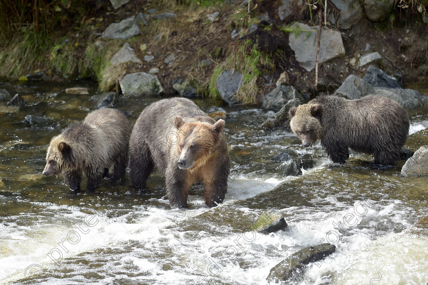 D4S8170 
 Mother Grizzly (Brown) Bear and her two cubs fishing for salmon 
 Keywords: Mother,Brizzly,Brown,Bear,Cubs,Fishing,feeding,salmon, British Columbia,Canada,