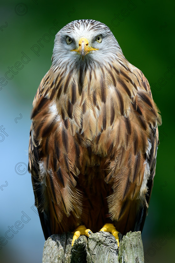 D4S2596 
 Red Kite 
 Keywords: Red Kite, Perched, M. milvus, bird of prey, raptor, Hampshire, England