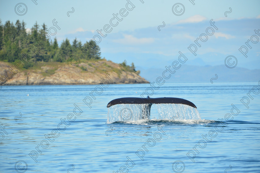 D4A 7463 
 Humpback Tail Fin 
 Keywords: humpback,whale,johnstone straight,tail,canada