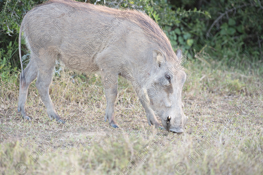 D4P7370 
 Warthog 
 Keywords: warthog, South Africa, Eastern Cape, africa