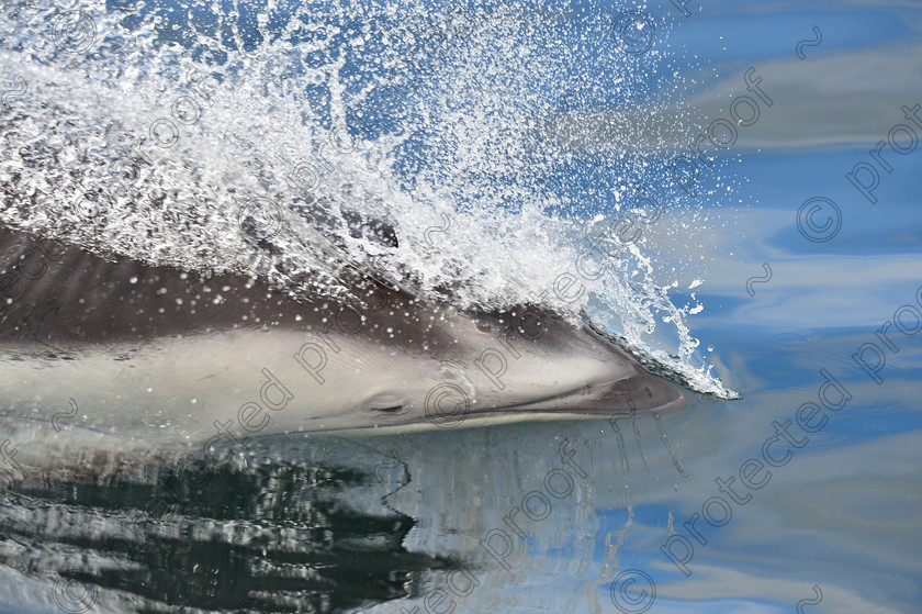 HPD 1691 
 Pacific White Sided Dolphin 
 Keywords: Dolphin, Pacific White Side, Canada, Ecology, Bubbles, Blue, mammals,