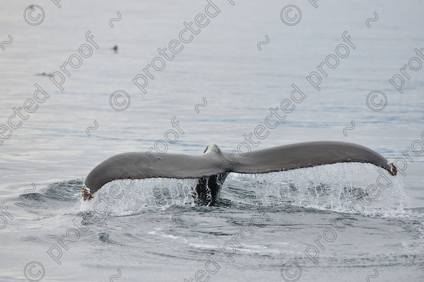 HPD 2728 
 Whale Tail 
 Keywords: Humpback,Whale,Tail Fin, Canada,