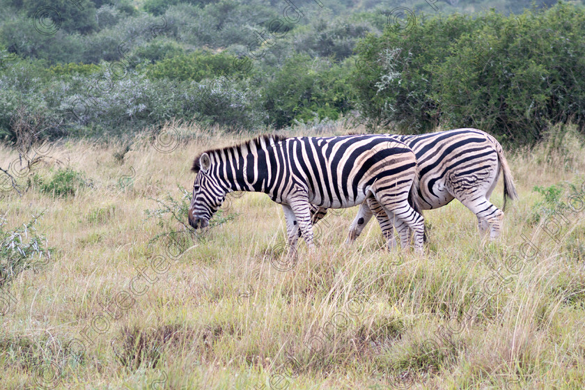 DSC1190 
 Zebra; africa; wildlife; eastern cape;