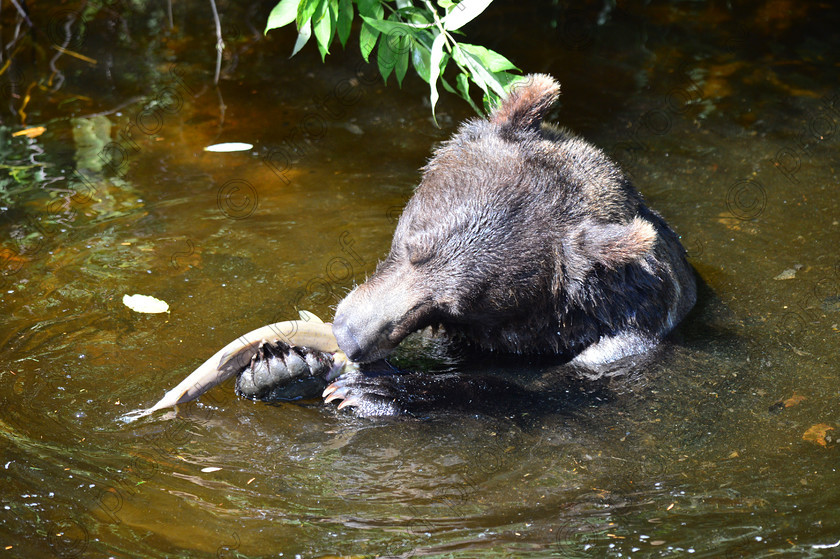 D4A 5660 
 Grizzly Bears 
 Keywords: Grizzly, Bear, Brown, Feeding, eating, Salmon, fishing, ecology, Canada, British Columbia