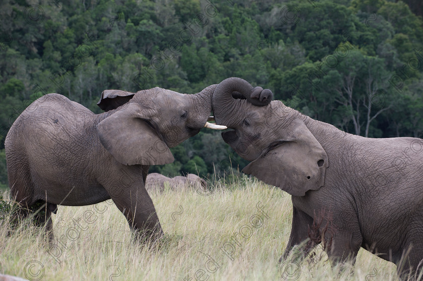 D4P6707 
 Elephant contact 
 Keywords: Elephant,mammal,Elephantidae,Loxodonta africana,endagered,tusks,Pachyderm,Knysna,South Africa