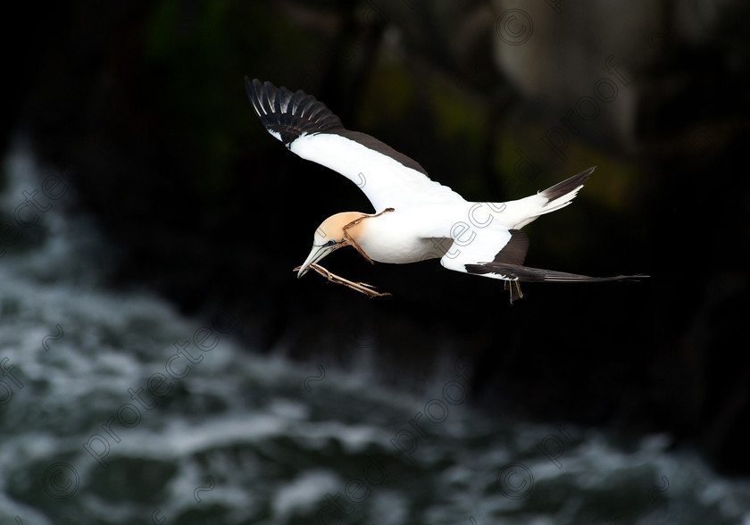 HWP 9768 
 Gannet 
 Keywords: Gannet, Murawai, Gannet Colony, Auckland, New Zealand,