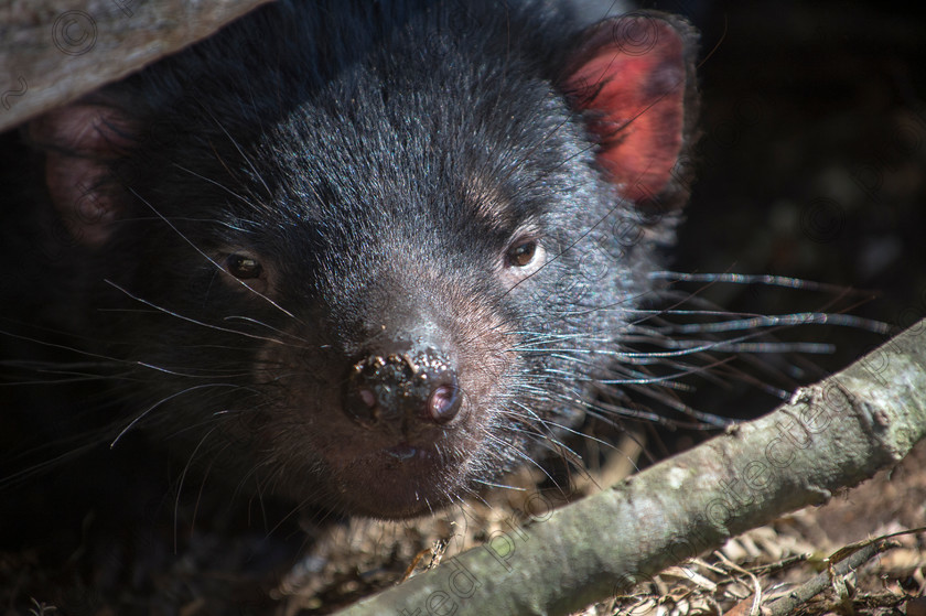 D4P0871 
 Devili 
 Keywords: Tasmanian Devil, Cradle Mountain, Australia, Rare, wildlife, endangered