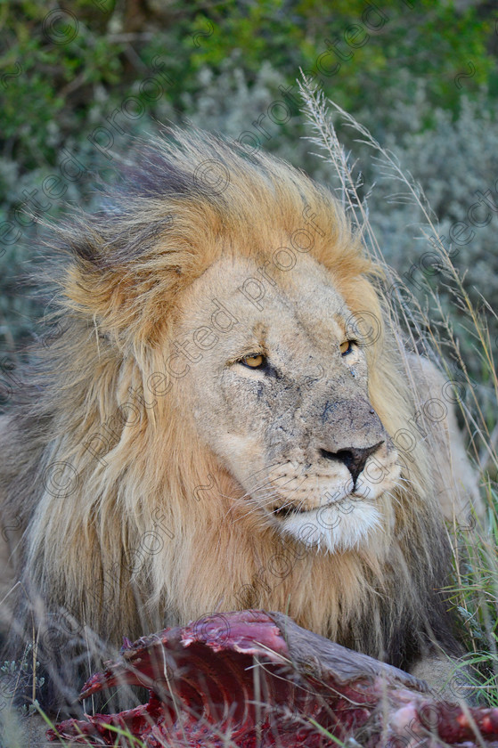 D4P7465 
 Lion with prey 
 Keywords: Eastern Cape, Shamwari, South Africa, africa,Lion,Prey,Food,mane,fur,