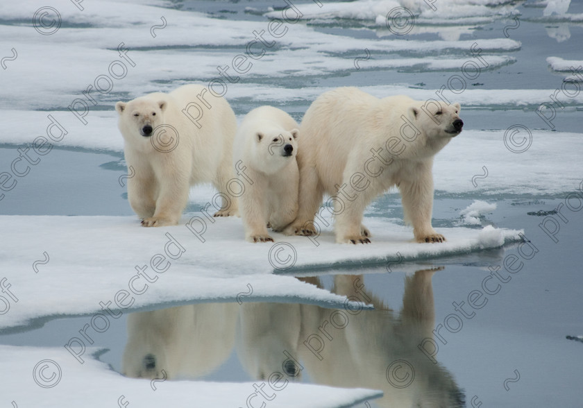 HWP 0129 
 Mother & Yearling Cubs 
 Keywords: Polar Bear, Global Warming, mammals, bears, spitsbergen,