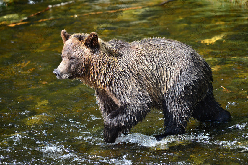 D4A 5494 
 Grizzly Bears 
 Keywords: Grizzly, Bear, Brown, Feeding, eating, Salmon, fishing, ecology, Canada, British Columbia