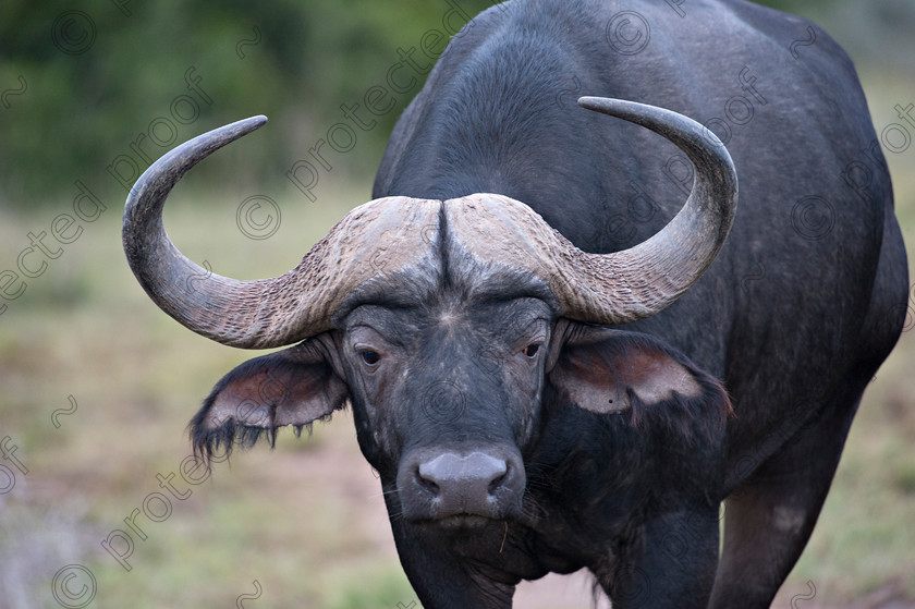 D4P8023 
 African Buffalo 
 Keywords: African Buffalo, mammal, wildlife, africa, Eastern Cape