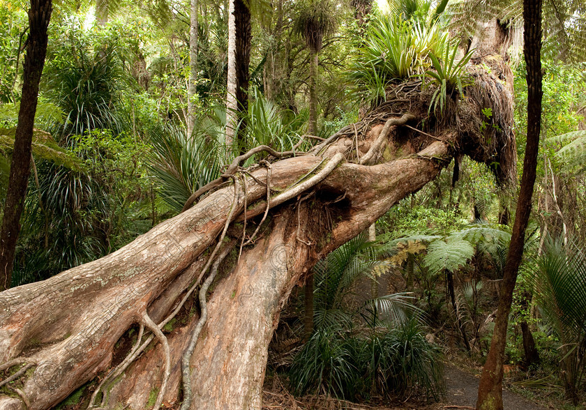 HWP 9454 
 Fallen Tree 
 Keywords: Rain Forest, New Zealand, Auckland