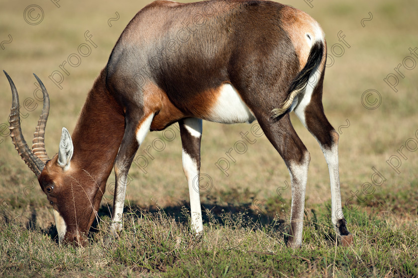 D4P7263 
 Blesbok - Eastern Cape, South Africa 
 Keywords: South Africa, Blesbok, Eastern Cape,wildlife,africa,