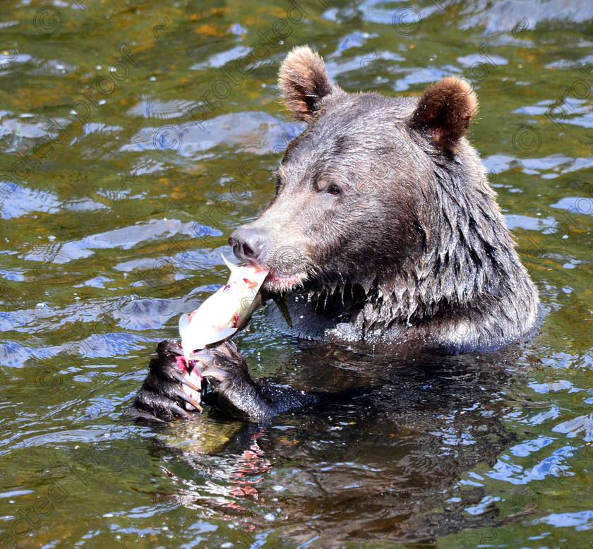 D4A 5742 
 Grizzly Feed 
 Keywords: Grizzly, Bear, Brown, Bears, Salmon, ecology, wild, mammals, British Columbia, Canada