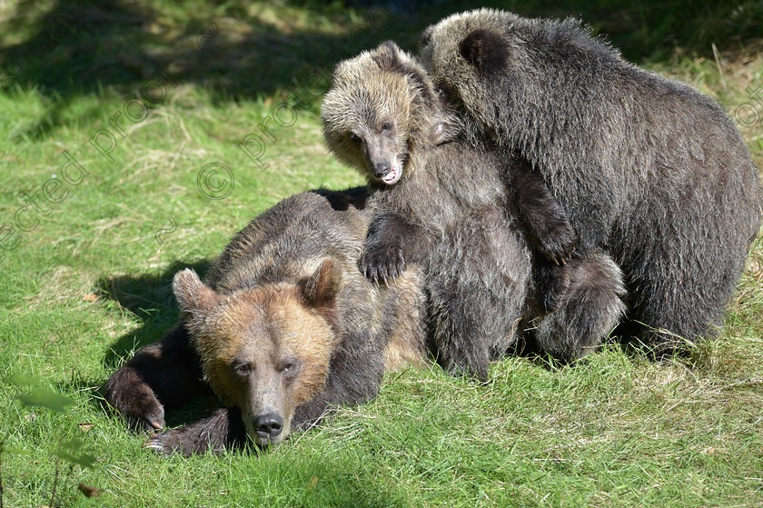 D4S7631 
 Grizzly Mum & her two Cubs 
 Keywords: Grizzly,Brown,Bear,Cubs,playing