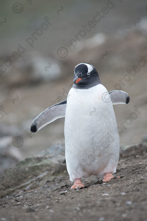 D4S0796 
 Gentoo
 Penguin - Antarctica