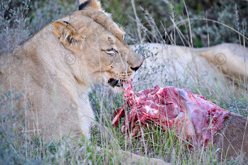 D4P7395 
 Lioness 
 Keywords: South Africa, Lioness, feeding, kudu, Eastern Cape, africa