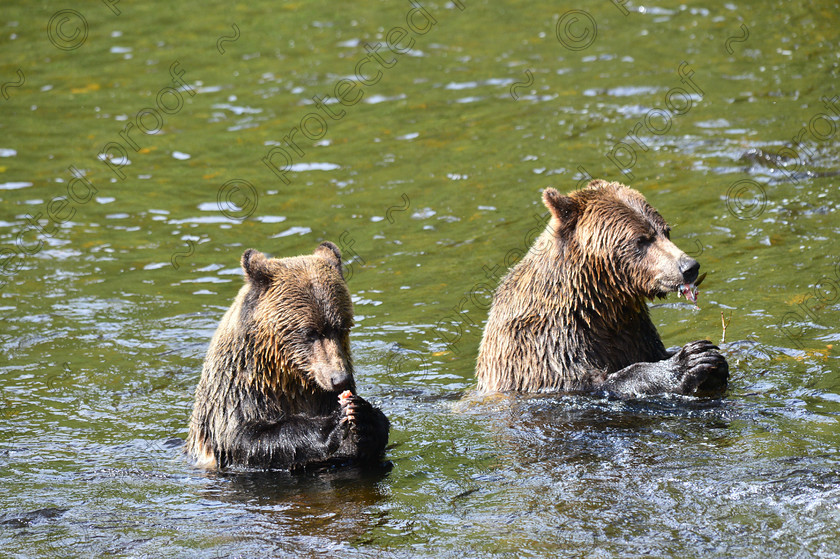 D4A 5532 
 Grizzly Bears 
 Keywords: Grizzly, Bear, Brown, Feeding, eating, Salmon, fishing, ecology, Canada, British Columbia