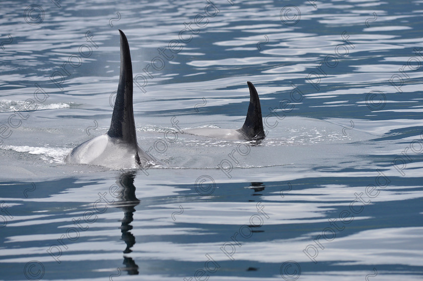 HPD 2151 
 Killer Whale & Calf 
 Keywords: Killer Whale, Calf, Orca,Canada, British Columbia, mammals,