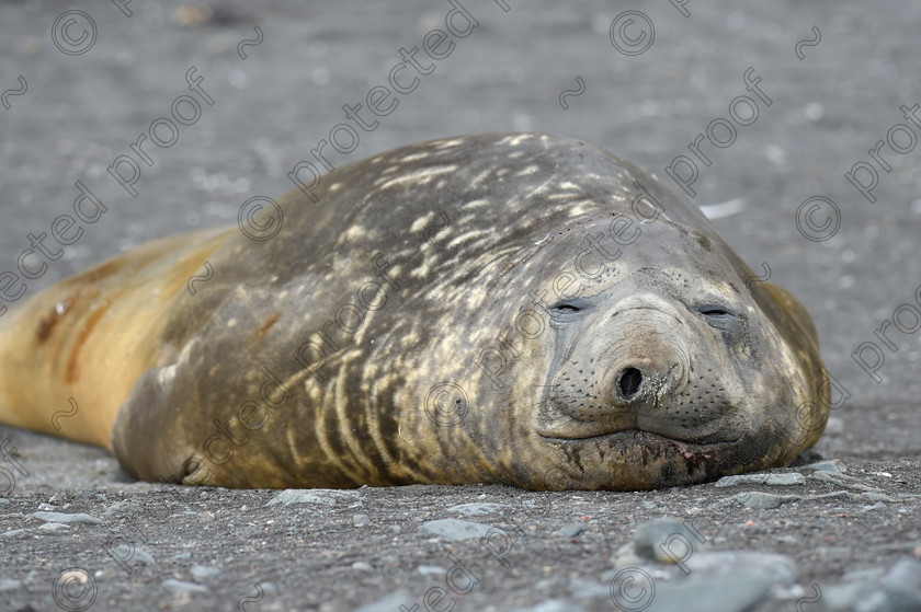 D4S1012 
 Elephant Seal