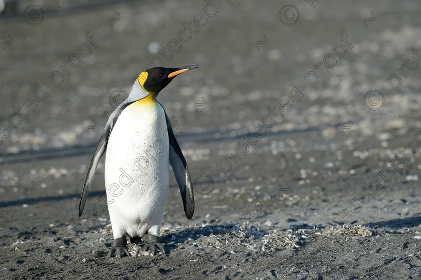 D4S7520 
 King Penguin - Antarctica