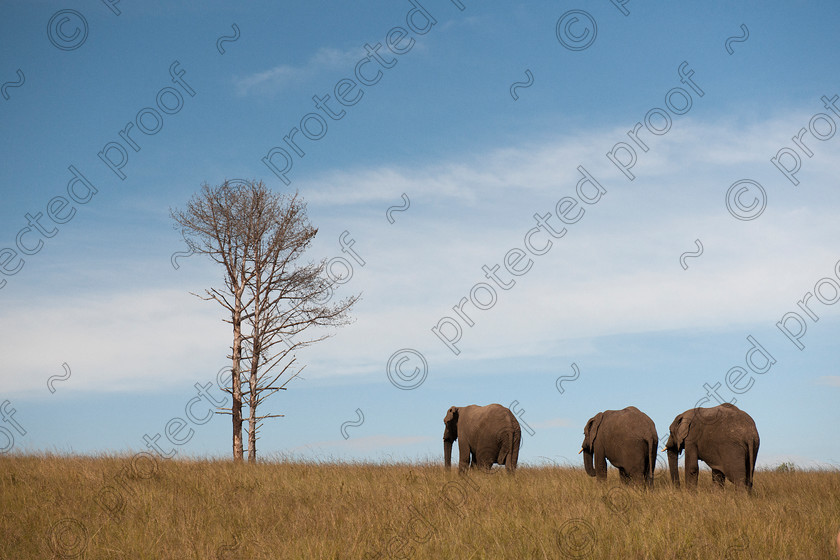 D3X7453 
 Elephant Walk 
 Keywords: Elephant,mammal,Elephantidae,Loxodonta africana,endagered,tusks,Pachyderm,Knysna,South Africa