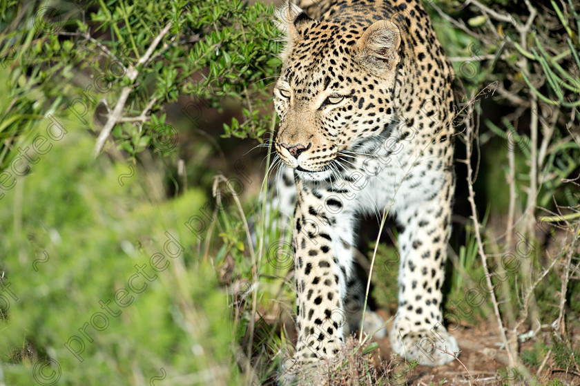 D4P7887 
 Leopard 
 Keywords: Leopard;mammal;africa;wildlife;eastern cape;endangered