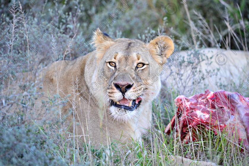 D4P7402 
 Lioness 
 Keywords: South Africa, Lioness, kudu, africa, Eastern Cape