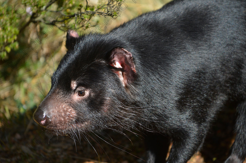 D4P0801 
 Tasmanian Devil 
 Keywords: Devil, Tasmanian, Cradle Mountain, Tasmania, Australia, wildlife, rare, endangered