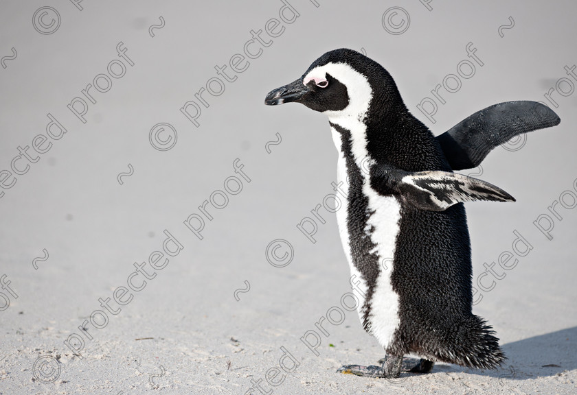 D3X2284 
 African Penguin 
 Keywords: African Penguin,jackass penguin, penguin, South Africa, Western Cape, Mammal,Boulders, Simonstown