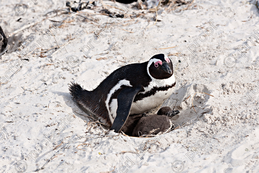 D3X2017 
 African Penguin with her young chick 
 Keywords: African penguin, penguin, jackass penguin, africa, mammal, Western Cape, chicks, young, nest