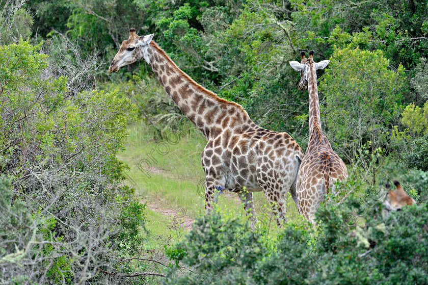 D4P7806 
 Giraffe 
 Keywords: Giraffe;mammal;africa;wildlife;eastern cape