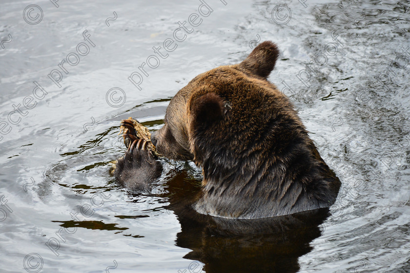 D4A 5959 
 Grizzly Bears 
 Keywords: Grizzly, Bear, Brown, Feeding, eating, Salmon, fishing, ecology, Canada, British Columbia