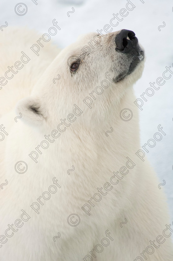 DSC 0209 
 Inquisitive Polar Bear 
 Keywords: Polar Bear, polar bear, head, nose, ice, arctic, wildlife, snow, endangered, climate change, global warming